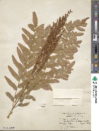 Osmunda regalis image