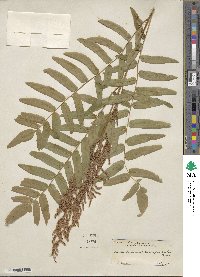 Osmunda regalis image