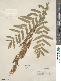 Osmunda regalis image