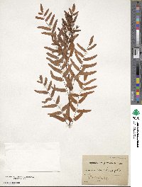 Osmunda regalis image