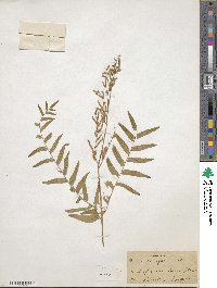 Osmunda regalis image