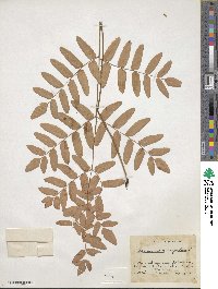 Osmunda regalis image