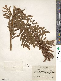 Osmunda regalis image