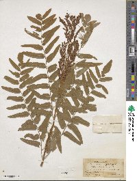 Osmunda regalis image