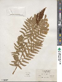 Osmunda regalis image