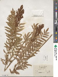 Osmunda regalis image