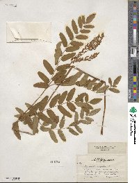 Osmunda regalis image