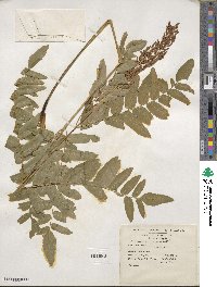 Osmunda regalis image