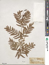 Osmunda regalis image