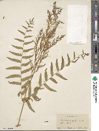 Osmunda regalis image