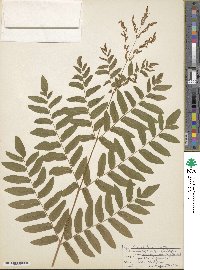 Osmunda spectabilis image