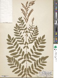 Osmunda spectabilis image