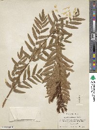 Osmunda spectabilis image