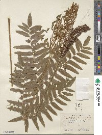 Osmunda spectabilis image