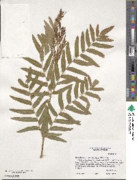 Osmunda spectabilis image