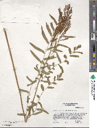 Osmunda spectabilis image