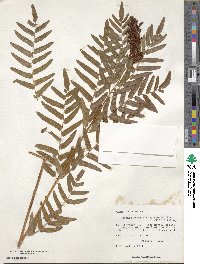 Osmunda spectabilis image