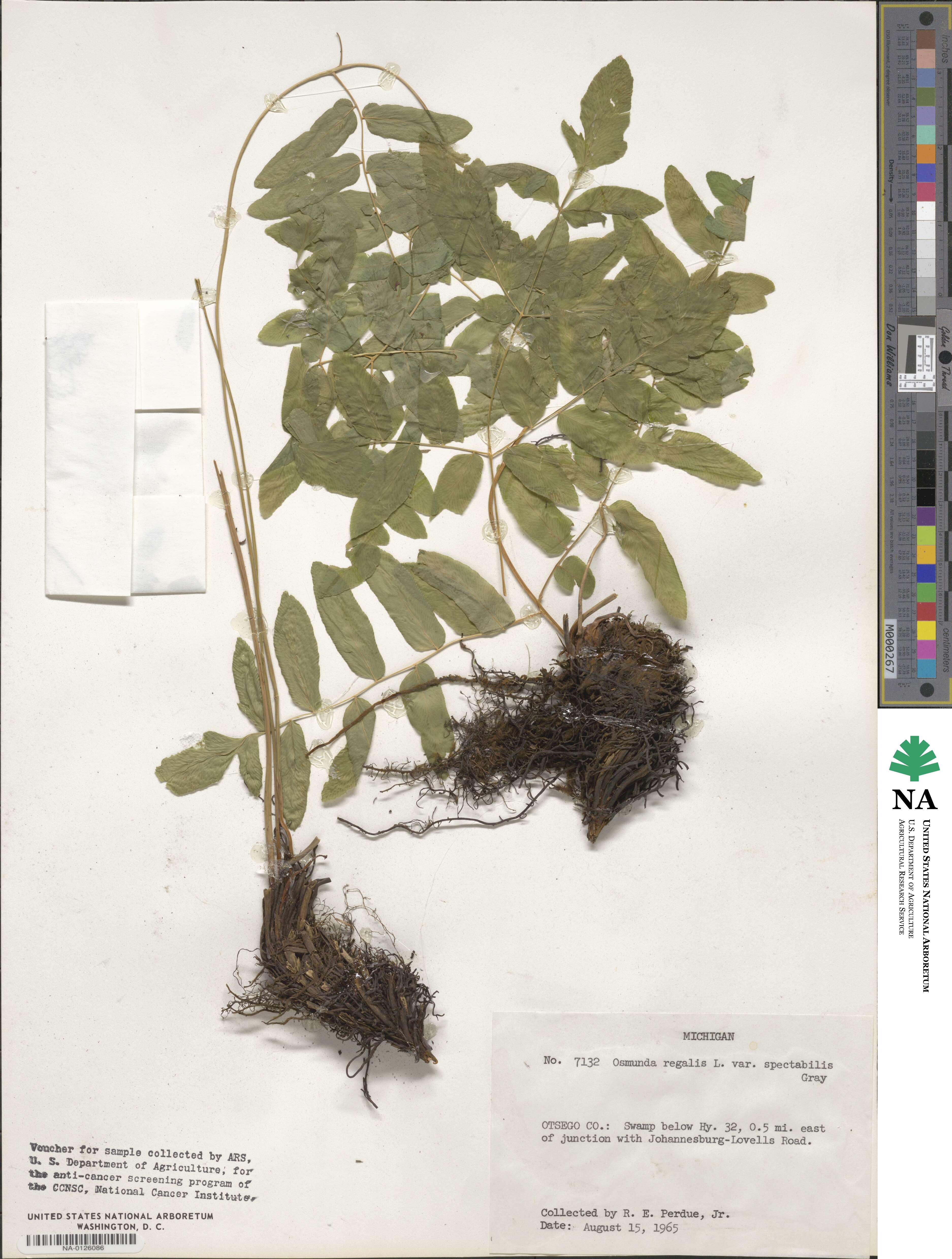 Osmunda spectabilis image