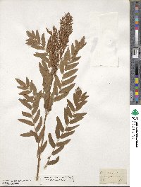 Osmunda spectabilis image