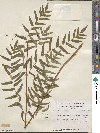 Osmunda spectabilis image