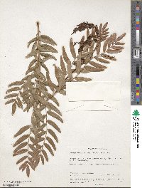 Osmunda spectabilis image