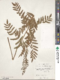 Osmunda spectabilis image