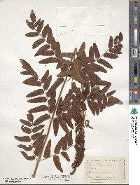 Osmunda regalis image