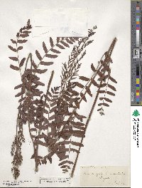 Osmunda regalis image