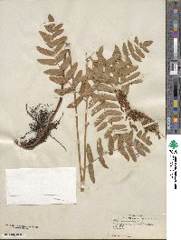 Osmunda regalis image