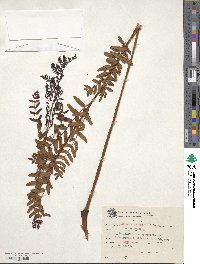 Osmunda regalis image