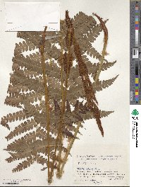 Osmundastrum cinnamomeum image