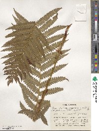 Osmundastrum cinnamomeum image