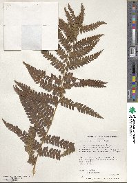 Osmundastrum cinnamomeum image