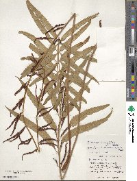 Plenasium banksiifolium image