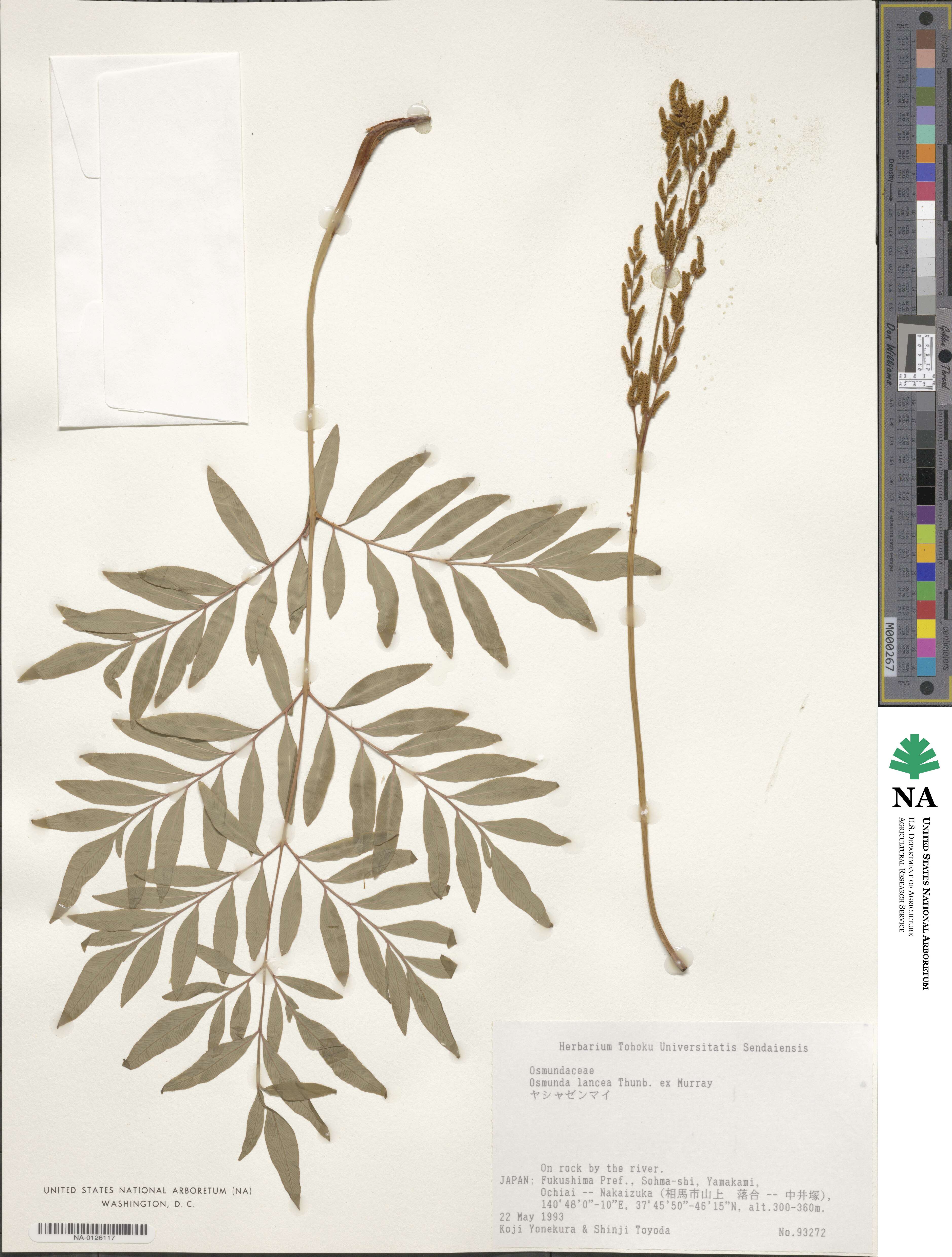 Osmunda lancea image