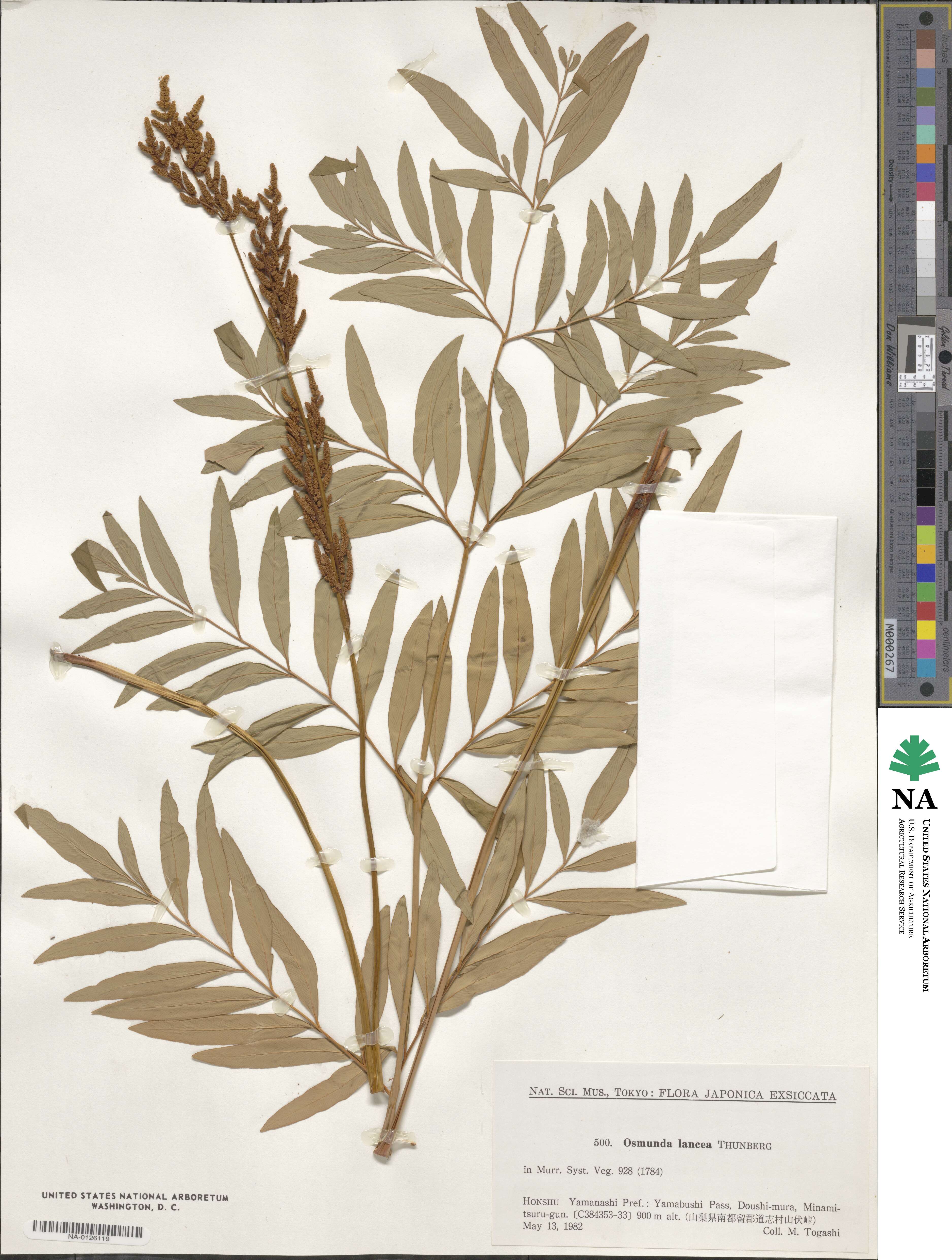 Osmunda lancea image