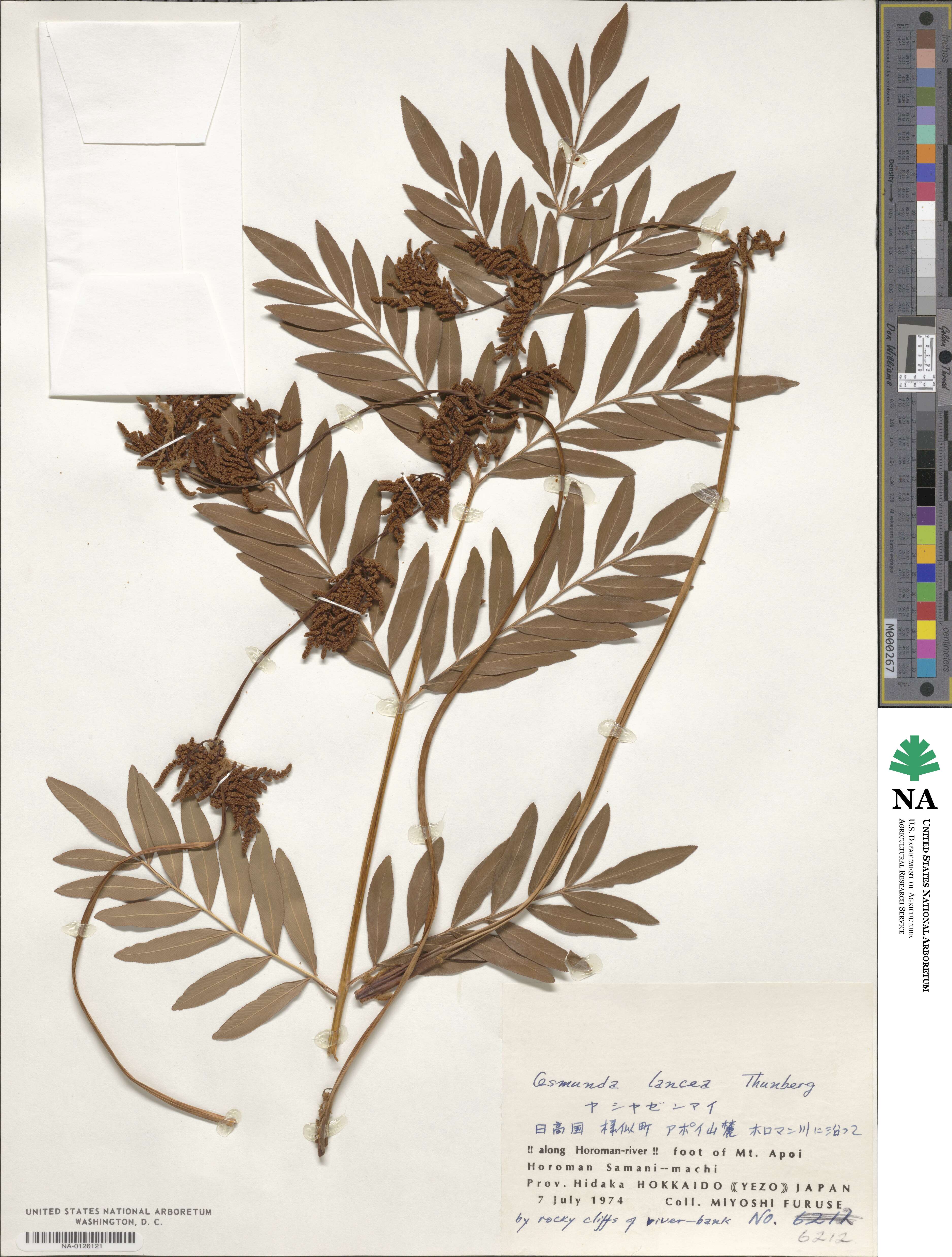 Osmunda lancea image