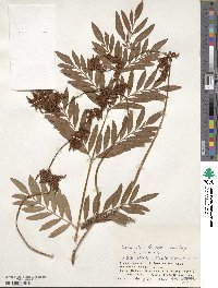 Osmunda lancea image