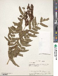 Osmunda regalis image