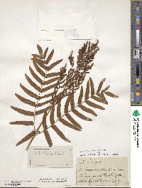 Osmunda regalis image