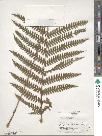 Osmundastrum cinnamomeum image