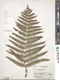 Osmundastrum cinnamomeum image