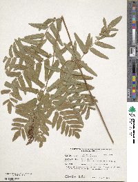 Osmunda regalis image