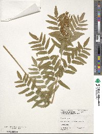 Osmunda regalis image