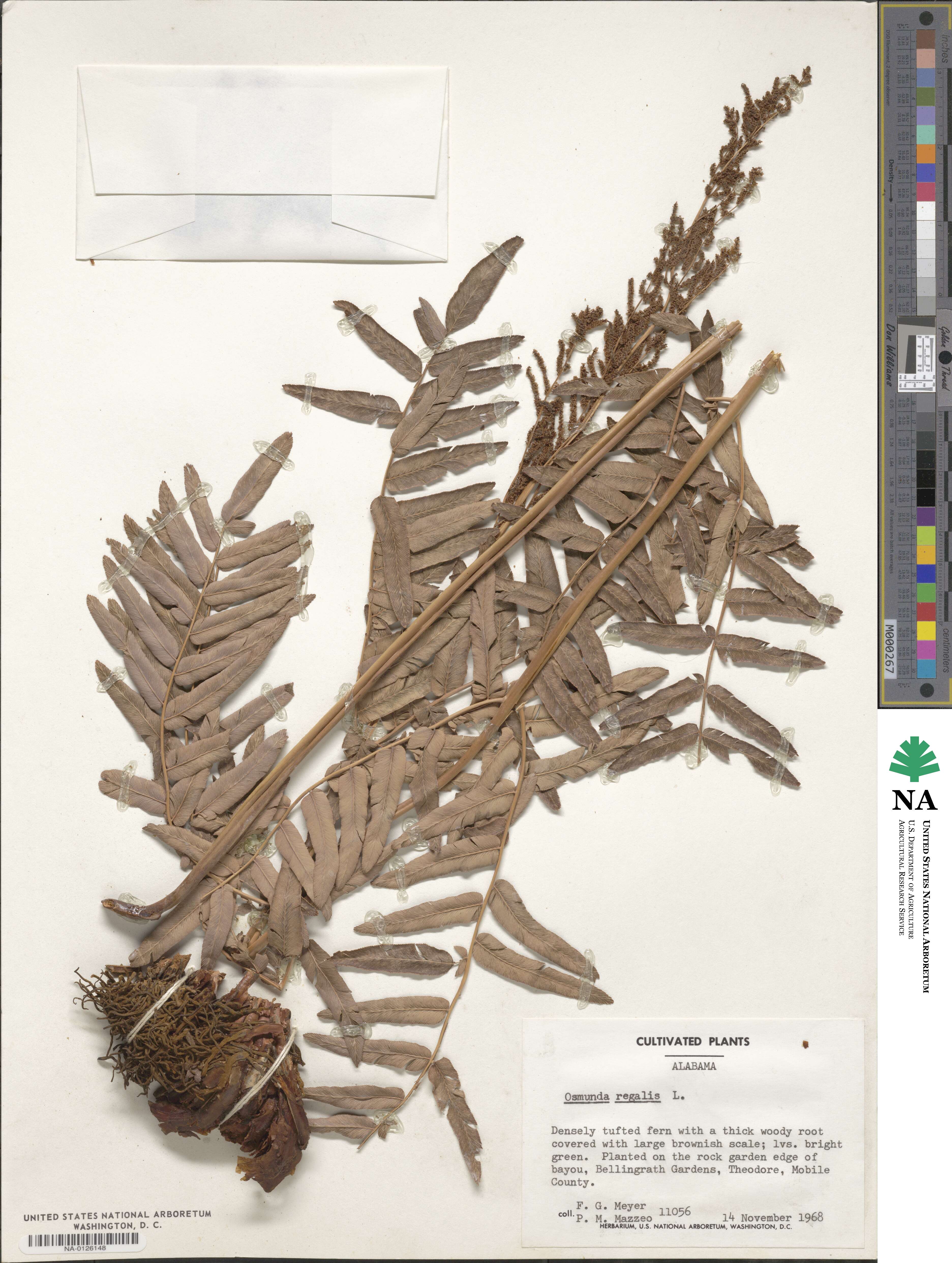 Osmunda regalis image