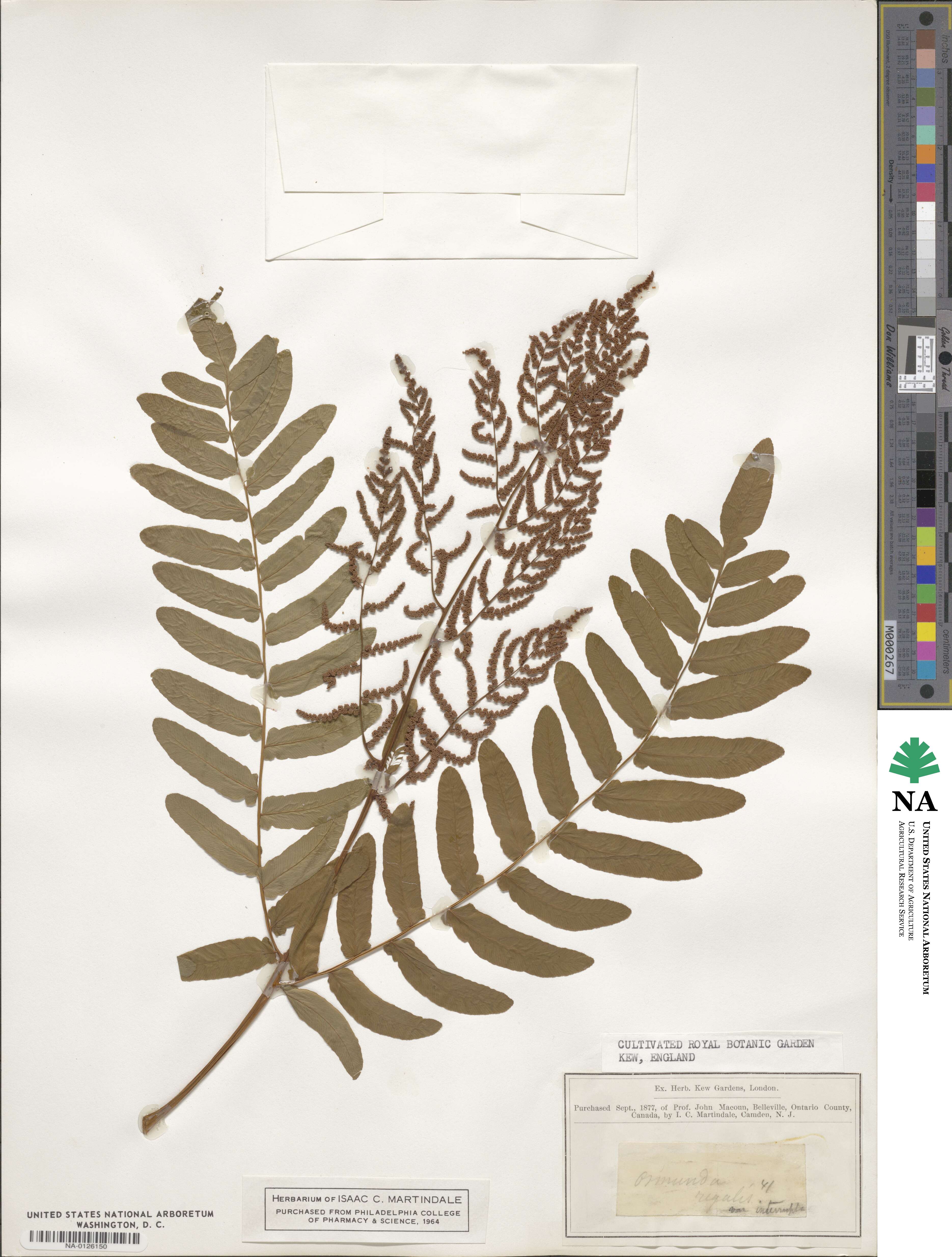 Osmunda regalis image