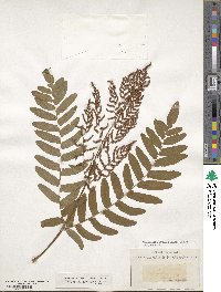 Osmunda regalis image