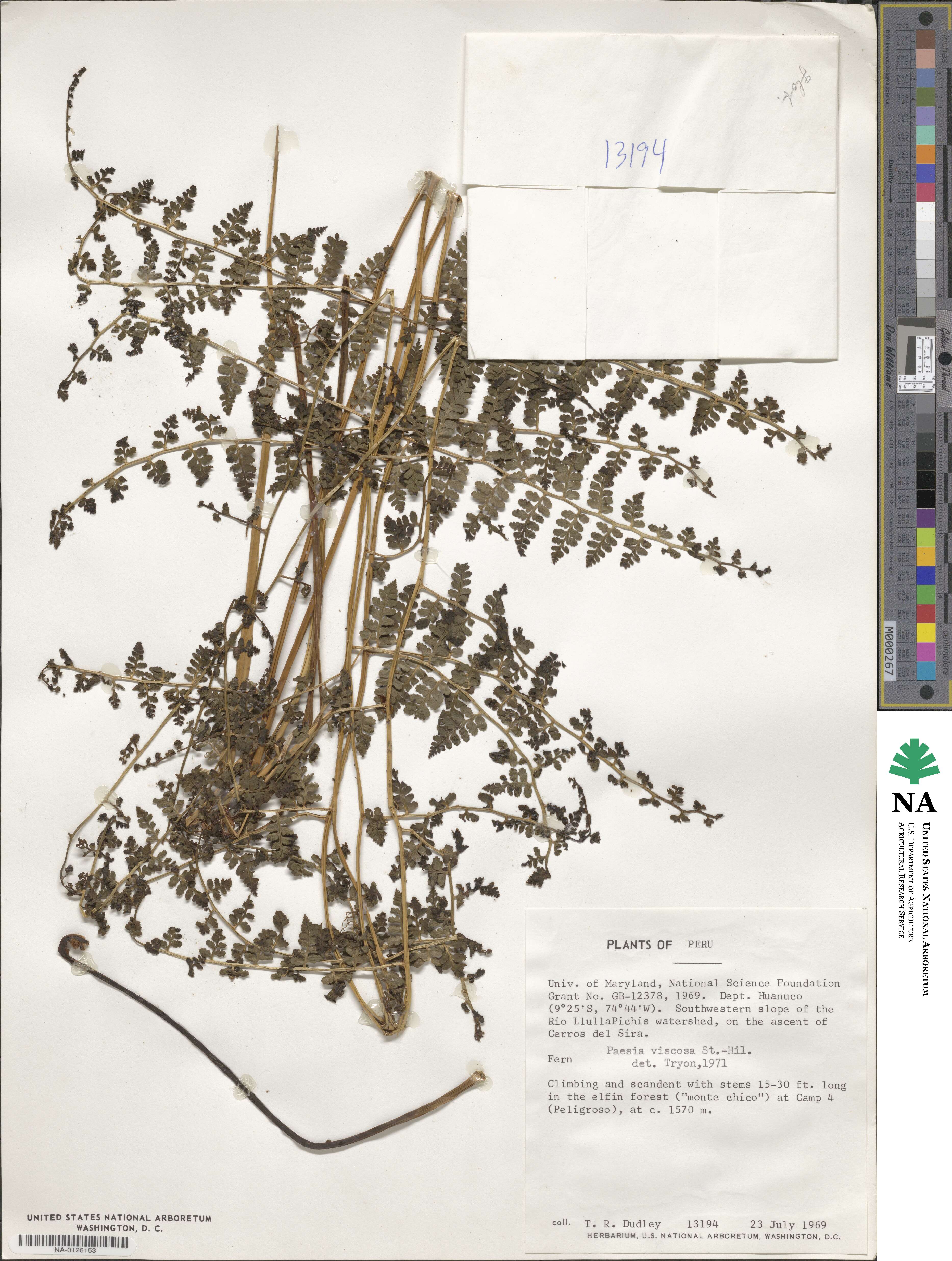 Paesia glandulosa image