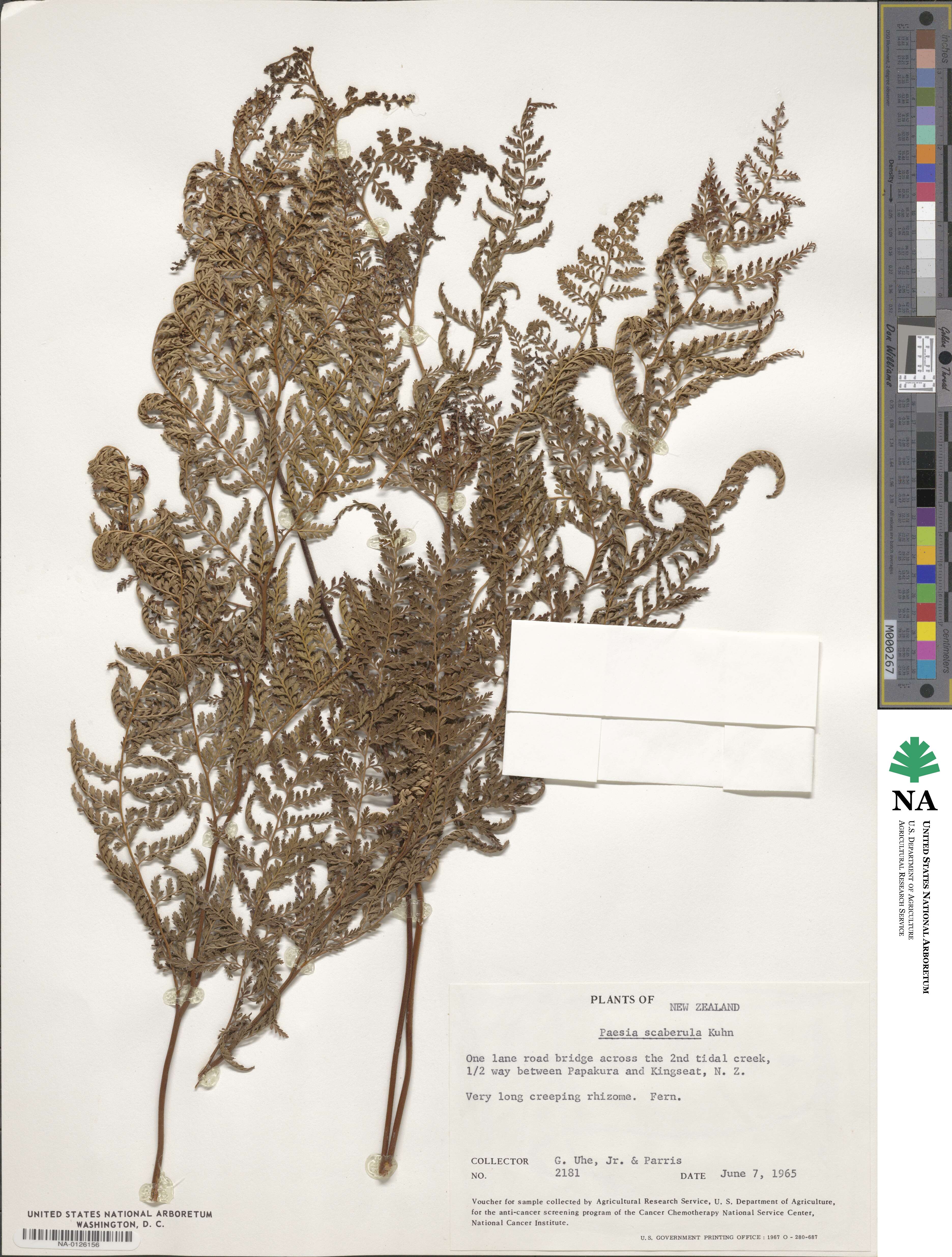 Paesia scaberula image