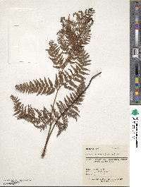 Paesia scaberula image